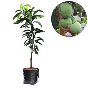 Mangga Kelapa