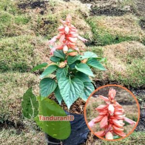 Salvia Oranye
