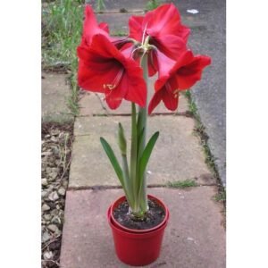 Red Amaryllis (Amaryllis Merah)
