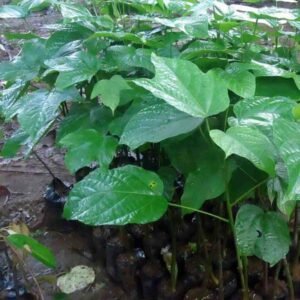 Kluwek Kepayang Picung