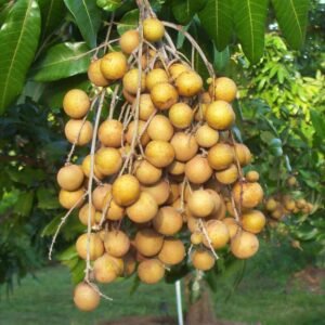 Kelengkeng Puangray