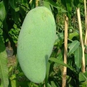 Mangga Golek India