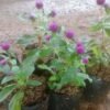 Bunga Kancing 2pcs - Gambar 2