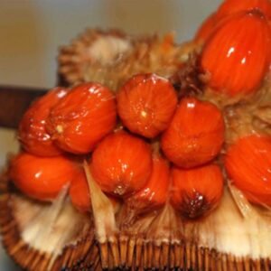 Nangka Merah Red Jackfruit