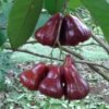 Jambu Air Black Diamond - Gambar 2