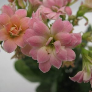 Kalanchoe Pink