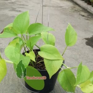 Sirih Gading Kuning
