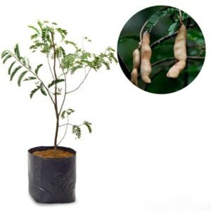 Asam Jawa (Sweet Tamarind)