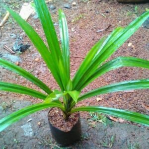 Pandan Wangi