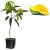Mangga Arumanis - Gambar 2