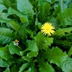 Dandelion 2 Pcs
