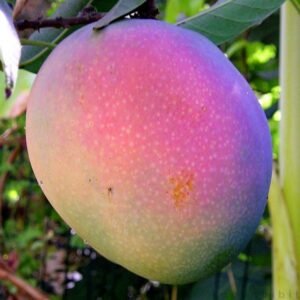 Mangga Emperor