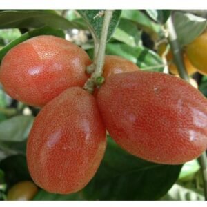 Silver Berry