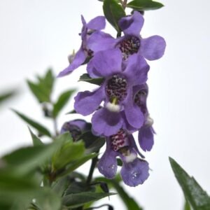 Angelonia Ungu