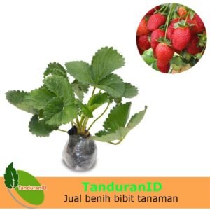 Strawberry Earlybrite
