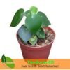 Peperomia Raindrop - Gambar 2