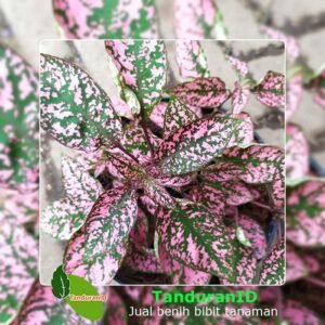 Hypoestes Pink Splash
