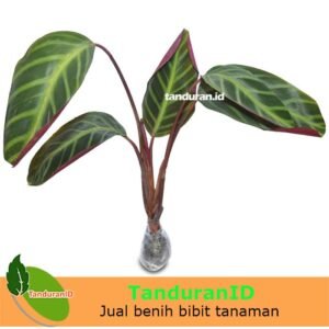 Calathea Zebra Merah