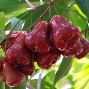 Jambu Air Citra
