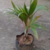 Palem Botol - Gambar 2