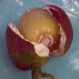 Kelengkeng Matoa Island Lychee