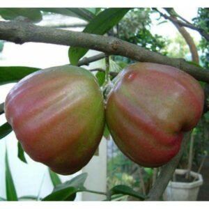 Jambu Air King Rose