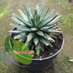 Victoriae Reginae
