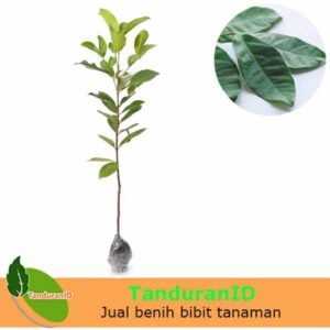 Daun Salam