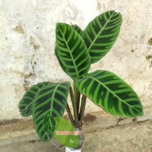 Calathea Zebrina
