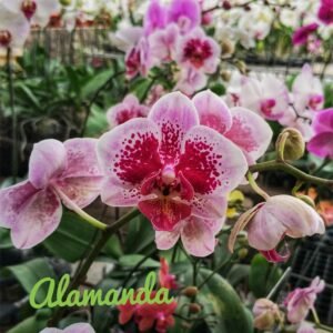 Anggrek Bulan Ungu Sembur