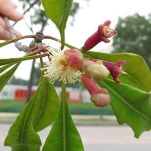 Cengkeh ( Cengkih )