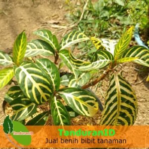 Aphelandra Kuning