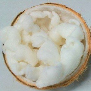 Kelapa Kopyor