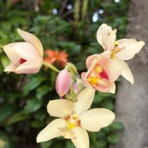Anggrek Tanah Peach