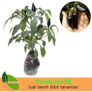 Cabe Hitam (Cabe Rawit Hitam)