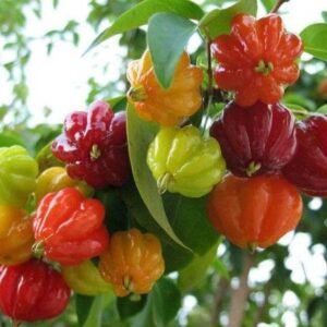 Suriname Cherry (Brazilian Cherry)