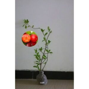Cherry Vietnam Manis