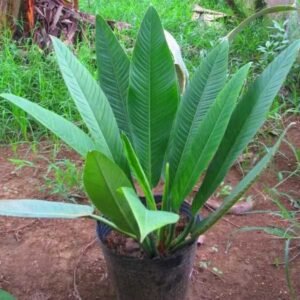 Philodendron Lynette