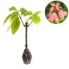 Nusa Indah Pink (Pink Mussaenda) - Gambar 2