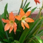 Amaryllis Oranye