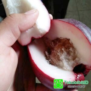 Jambu Bol Jamaika
