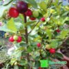 Barbados Cherry - Gambar 2