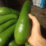 Alpukat Long Green