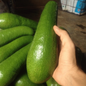 Alpukat Long Green