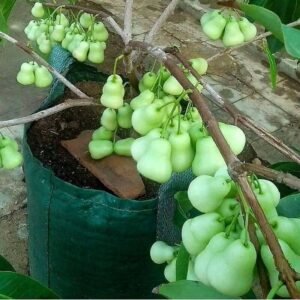 Jambu Air Madu Deli Hijau