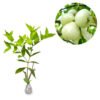 Jambu Air Camplong (Klampok) - Gambar 2
