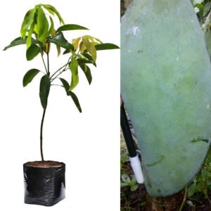 Mangga Kio Jay (Kyo Jay)