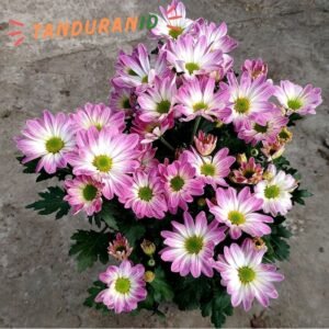 Krisan Pink Spray