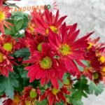 Krisan Merah Spray