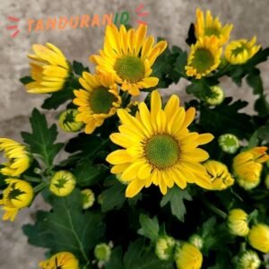 Krisan Aster Yellow